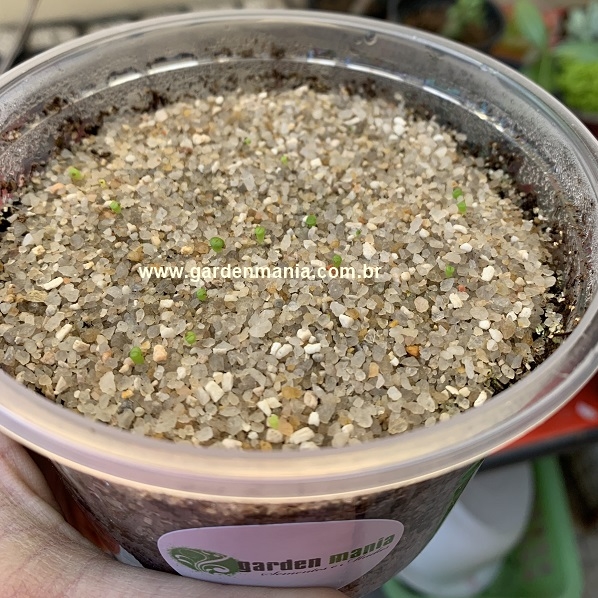 Lithops com 10 dias